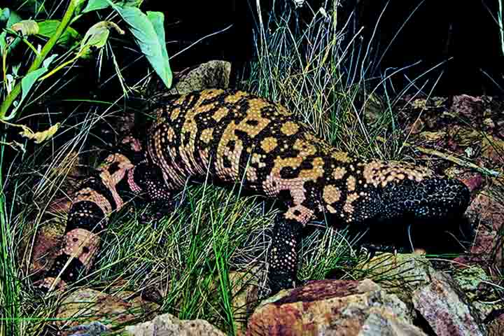 Trata-se do monstro-de-gila (Heloderma suspectum), um pequeno lagarto peçonhento encontrado no sudoeste dos Estados Unidos e no noroeste do México. 
