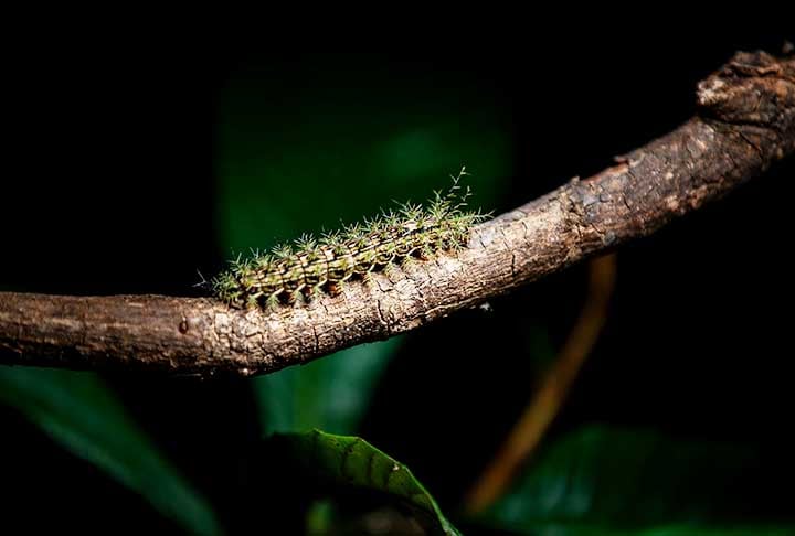 O envenenamento pode provocar dermatite urticante, queimação, dor, inchaço, cefaleia, mal-estar, náuseas, vômitos, ansiedade, dor muscular, dor abdominal, hipotermia (sensação de frio) e hipotensão (pressão baixa).