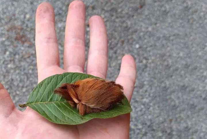 A apresentadora postou um vídeo do inseto da espécie Podalia orsilochus, ou lagarta-cachorrinho, com a legenda: “Alguém sabe que bicho é esse? Pisei nele e meu pé está pegando fogo! Uma dor insuportável! Socorro!”. 