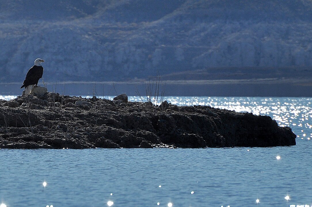 O Lake Mead está situado a 40 minutos de carro de Las Vegas. É o maior lago artificial dos EUA. É uma área de recreação popular para esportes aquáticos, como caiaque, pesca e passeios de barco, além de trilhas ao redor de suas margen