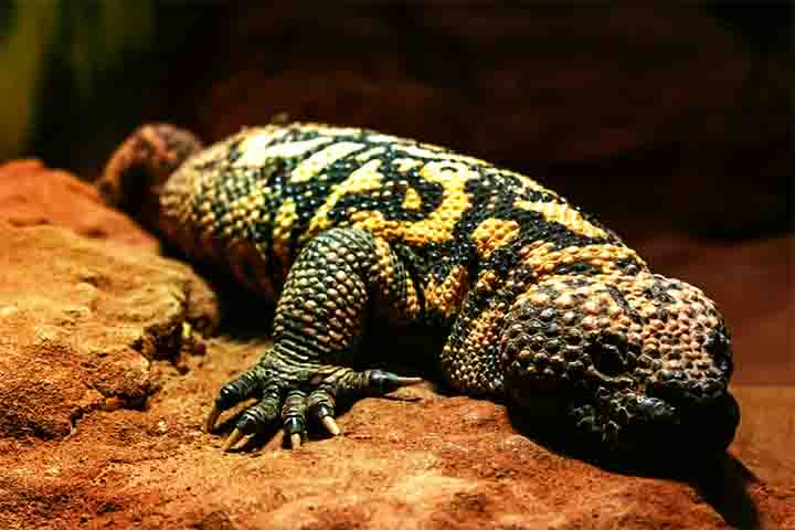 De acordo com cientistas da Universidade de Queensland, na Austrália, o réptil consegue resistir com apenas seis refeições por ano.
