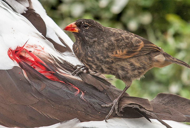 O Tentilhão Vampiro é um pássaro que habita as Ilhas Wolf, no arquipélago de Galápagos, no Oceano Pacífico. O animal se diferencia dos outros pássaros pela sua alimentação. Ele gosta de sangue. 