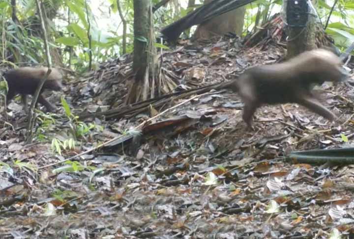 Os registros animam ambientalistas do Instituto Chico Mendes de Conservação e Biodiversidade (ICMBio), já que essa espécie é considerada com risco de extinção. 