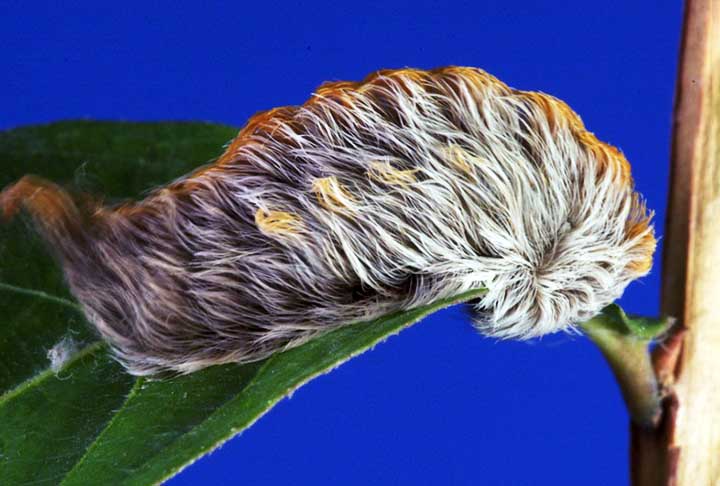 Segundo a CNN, o veneno da lagarta Megalopyge opercularis é semelhante a picadas de abelha, por isso é comum que as pessoas com alergia a abelhas também sejam alérgicas à lagarta de pus.