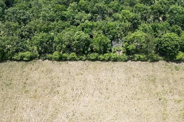 Algumas técnicas específicas que começaram a ser utilizadas incluíam o uso de cascas de cacau, folhas e galhos como adubo e restos de frutas para fertilização.