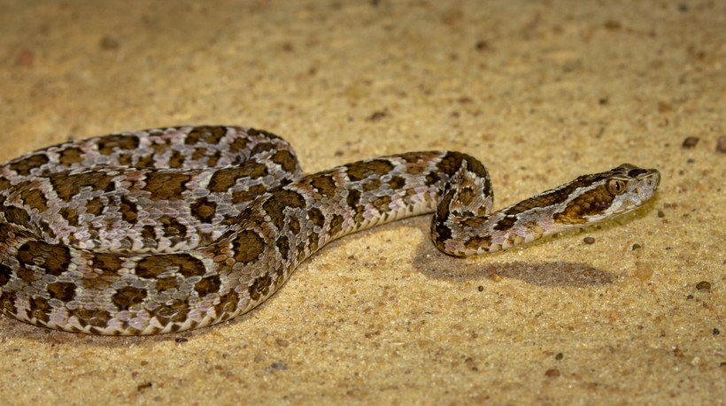 A maioria dos registros de picadas envolveu a cobra jararaca (das duas espécies), com 78 atendimentos. Na imagem, a espécie Bothrops erythromelas