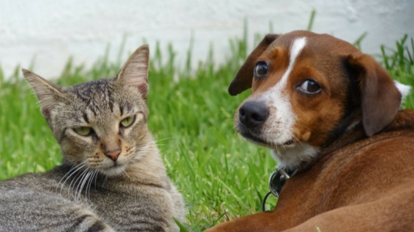 Algumas plantas residenciais são altamente tóxicas para cachorros e gatos