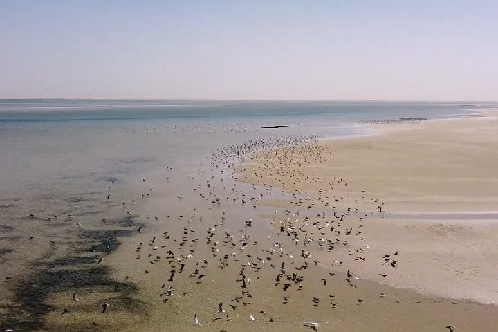 O local é conhecido por ser uma importante rota migratória de milhões de aves vindas da Europa, Sibéria e Groenlândia.