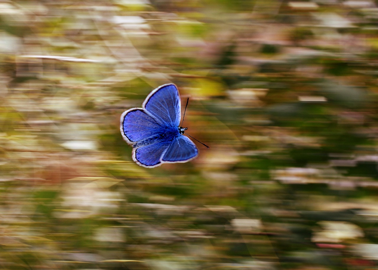 Um dos mais bonitos animais, a borboleta representa a vida, liberdade, beleza e transformação, dando o ar da graça com bonitos voos. 