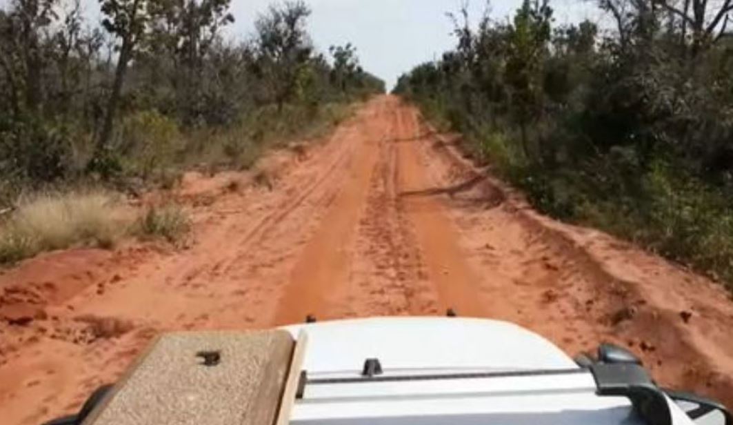 Os funcionários acharam que eram pequenas raposas ou filhotes de lobos. E depois se surpreenderam com a curiosidade. Jamais imaginamos que pudesse ser um animal raro, disse um dos funcionários na ocasião. 