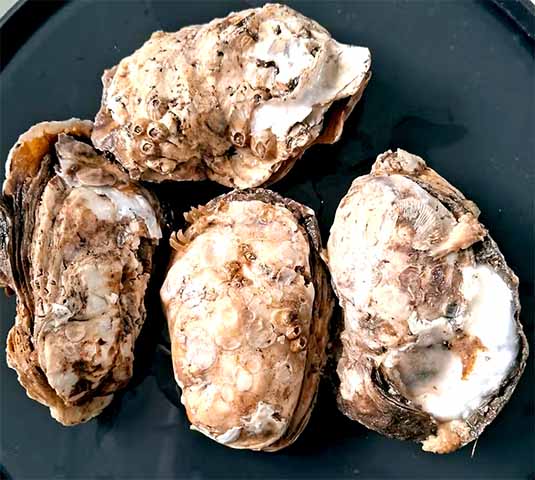 Um estudo publicado na revista Food Research International revelou que ostras vendidas em mercados de algumas cidades brasileiras apresentaram altos níveis de arsênio.