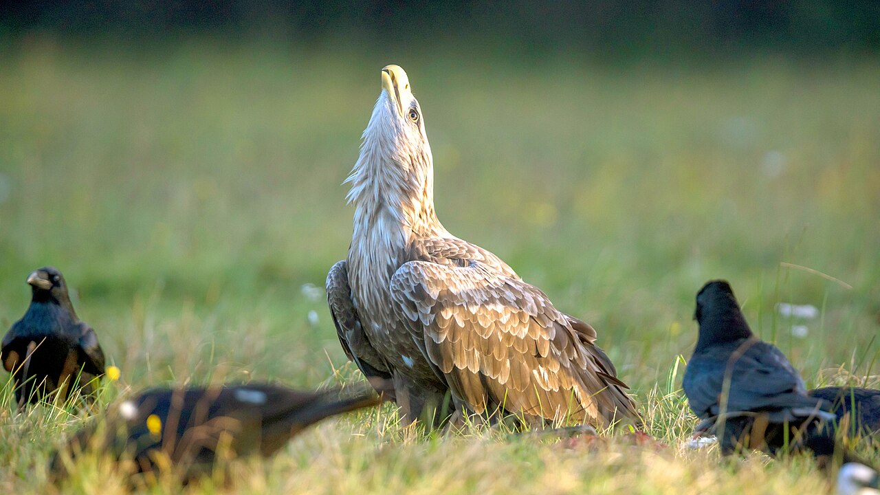 Águia-Rabalva ( Haliaeetus albicilla) - É uma espécie que vive no norte da Europa e da Ásia. E se alimenta principalmente de peixes, aves aquáticas e carniça. A maior população da águia-rabalva remanescente na Europa encontra-se na região dos fiordes da Noruega.