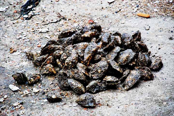 Historicamente, as ostras já foram alimento comum em várias culturas, mas com a poluição e a sobrepesca, algumas populações naturais sofreram declínio, impulsionando a criação controlada.