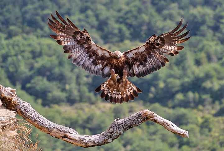 A águia-real faz parte do grupo que abrange aves de médio a grande porte, com asas largas e caudas relativamente curtas, adaptadas para um voo potente e muitas vezes planado. 
