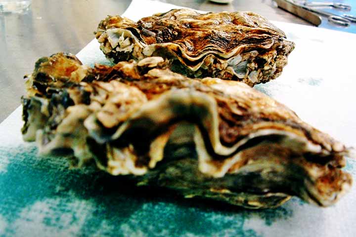 As ostras são moluscos bivalves marinhos pertencentes à família Ostreidae, amplamente apreciados na culinária por seu sabor característico e valor nutricional.