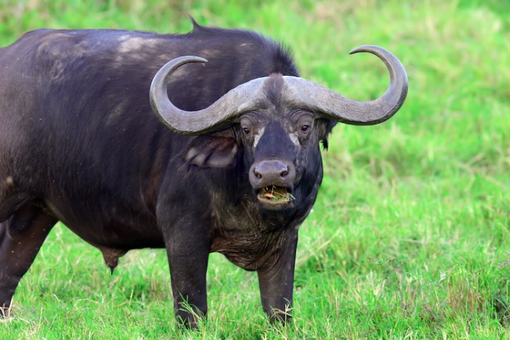 Sua dieta é composta principalmente por gramíneas, e sua presença é vital para o equilíbrio dos ecossistemas onde vive.