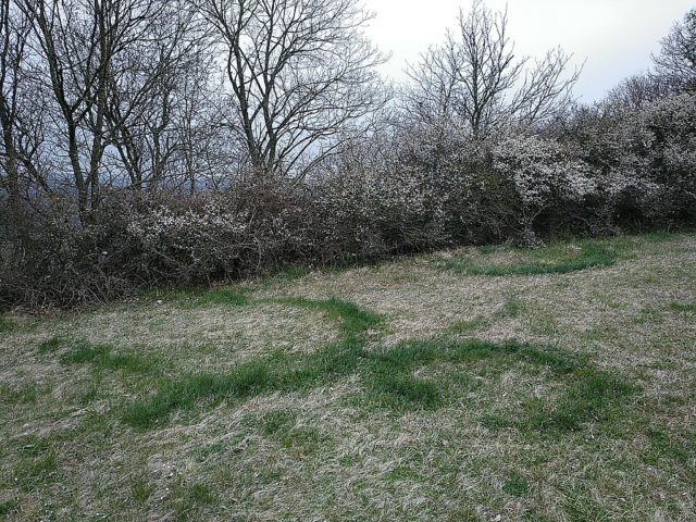 Segundo o departamento de modelagem de ecossistemas da Universidade de Göttingen, na Alemanha, o que distingue os círculos de fadas de outros espaços sem vegetação é a presença de um padrão altamente organizado entre esses círculos.