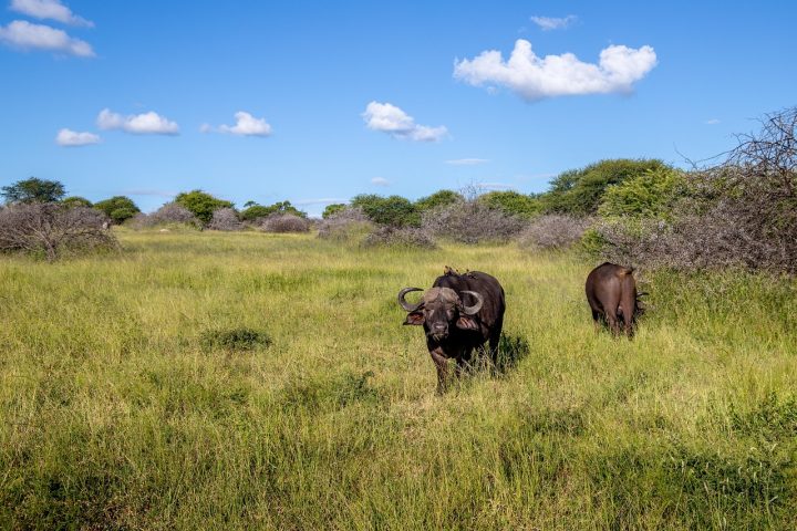 Comum na África do Sul, a caça esportiva é alvo de críticas de ambientalistas, que lutam pelo fim da prática.