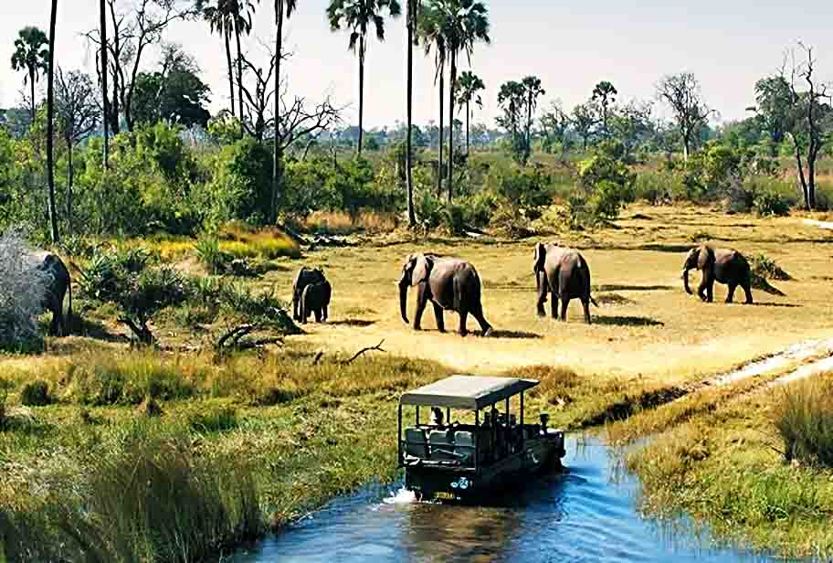 Para muitos turistas, um safári é uma aventura imperdível. Ficar diante de animais perigosos tendo segurança mexe com a adrenalina e pode ser uma experiência inesquecível.  Mas tragédias podem acontecer. Veja safáris que são bem avaliados pelo mundo.