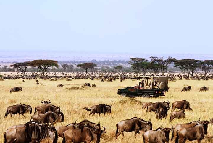 SERENGETI NATIONAL PARK (Serengeti, Tanzânia) Criado em 1951. O Serengeti é famoso pelas vastas planícies e pela Grande Migração de mais de um milhão de gnus.
