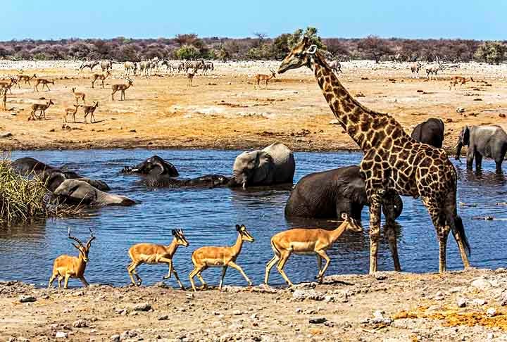 ETOSHA NATIONAL PARK (Namíbia) - Criado em 1907. O Etosha é conhecido pelas suas paisagens únicas de salinas e pela facilidade de observação da vida selvagem nas diversas poças d'água