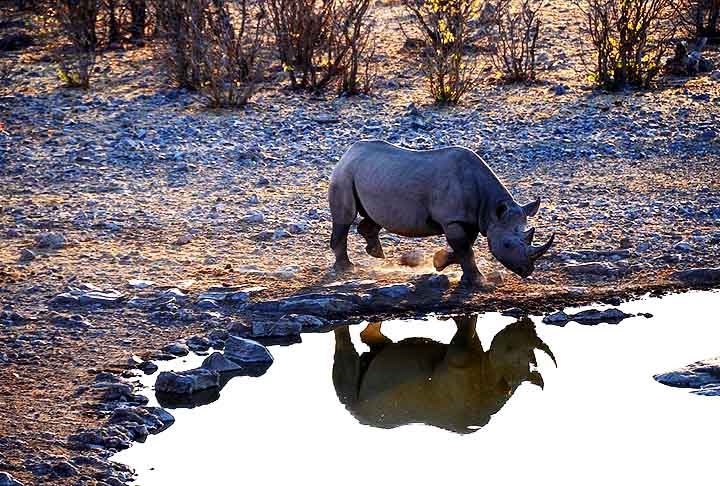 A presença de animais raros como o rinoceronte-negro e paisagens icônicas fazem dele um dos destinos mais exóticos da África.
