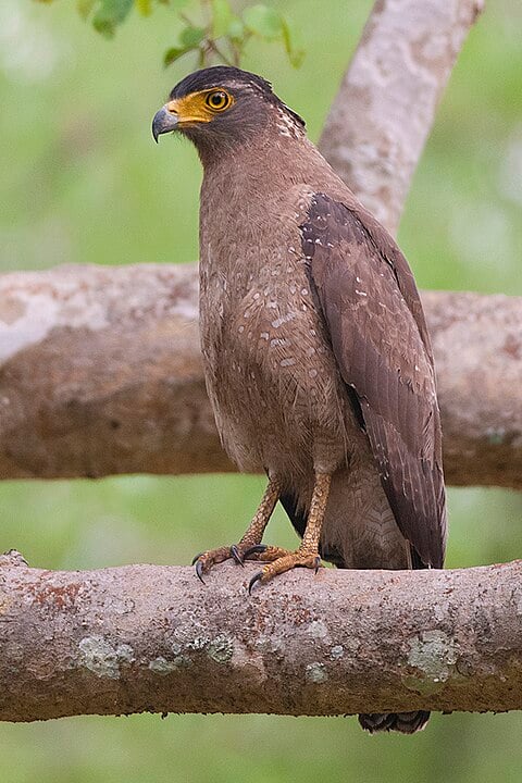 Águia-Serpentária-de-Crista (Spilornis cheela) - Faz parte do grupo das Águias-Serpentárias, que têm esse nome porque são conhecidas por caçarem serpentes.  