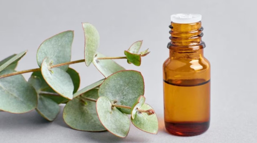 Confira 10 espécies de plantas capazes de repelir mosquitos indesejados dentro de casa.