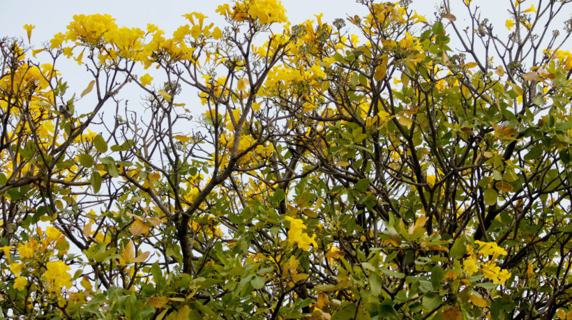 Entre agosto e setembro, começa a floração dos ipês amarelos marcando o início da primavera