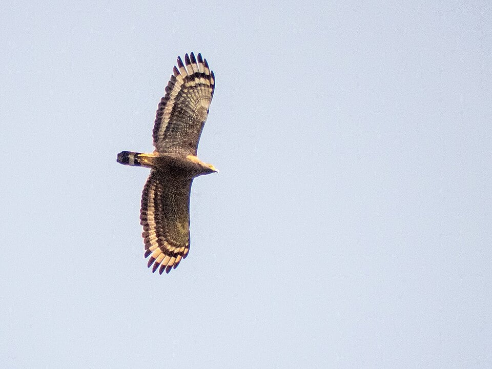 Esta águia marrom-escura, de tamanho médio a grande, é atarracada, com asas arredondadas e cauda curta. Encontrada em florestas na Ásia tropical .  Possui uma crista distinta e adaptações para caçar répteis e pequenos mamíferos.