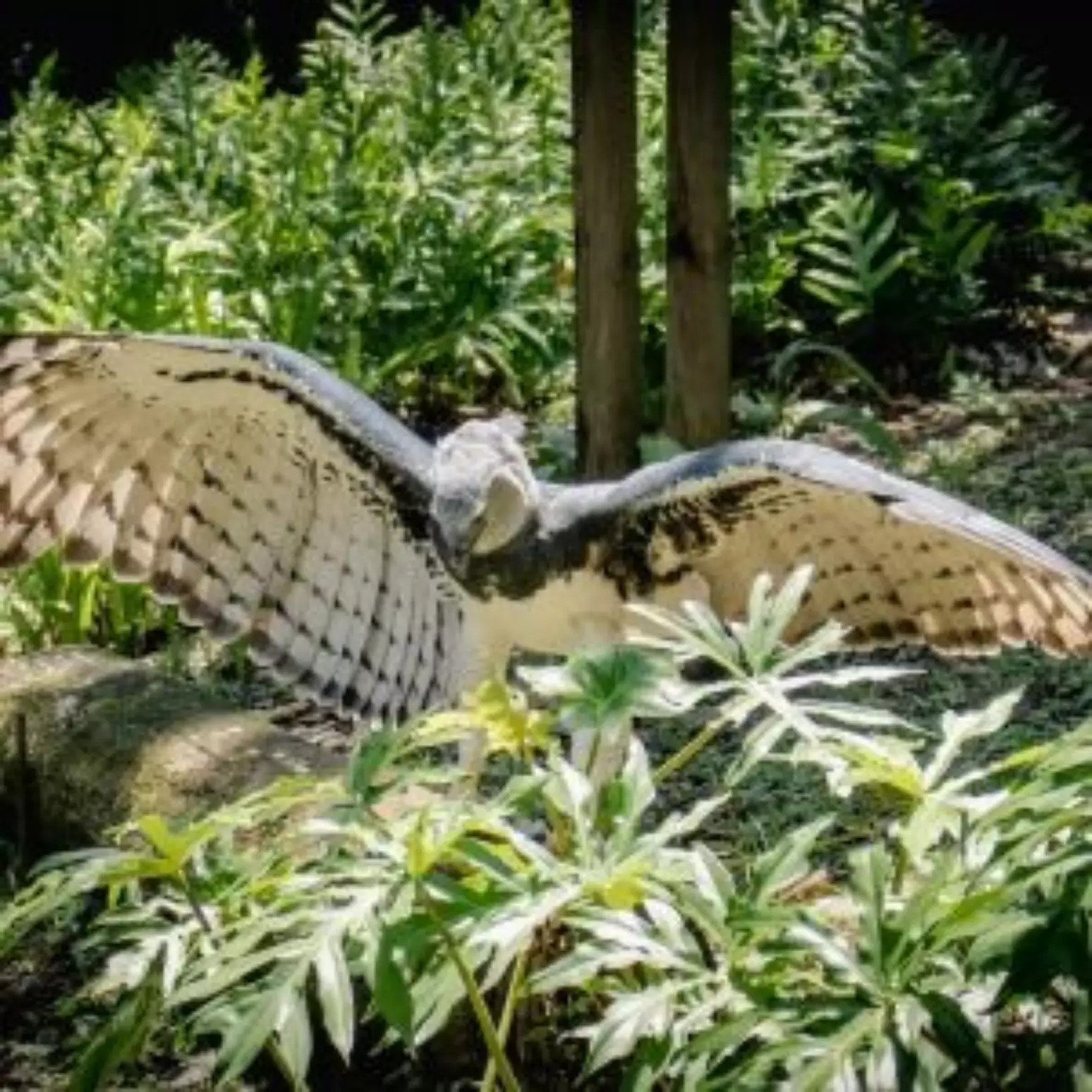 A descoberta de um ninho ativo da harpia (Harpia harpyja) — considerada a maior águia do mundo — no Pantanal do Mato Grosso do Sul, especificamente em Corumbá, reacendeu debates sobre conservação ambiental e biodiversidade brasileira. 