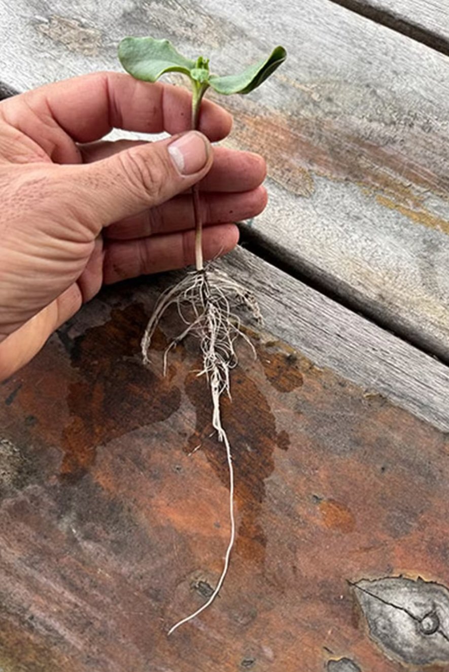 A planta também chega facilmente ao topo de uma casa de três andares, impressionando pelo porte incomum. Na foto, a planta quando ainda era uma muda a ser cultivada.