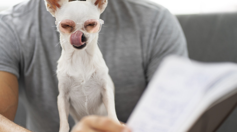 O estudo sobre TDAH foi realizado com 1.872 cachorros e seus tutores