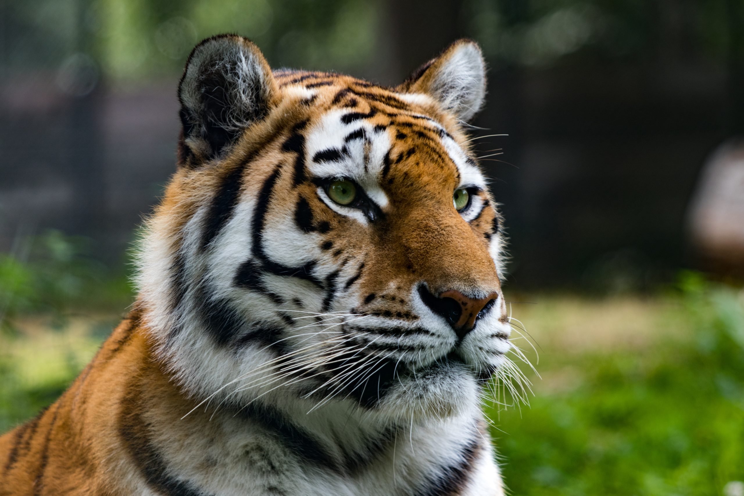 Há até o Dia Internacional do Tigre, celebrado em 29 de julho. A data, criada em 2010, busca conscientizar sobre a importância de proteger esse felino ameaçado. Sua criação se deu durante um encontro internacional para salvar as populações selvagens que vinham diminuindo drasticamente.
