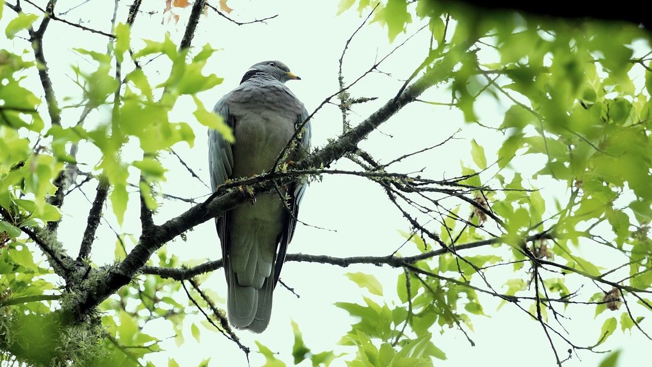 O portal do parque exalta a biodiversidade informando que a área tem 52 espécies de flora e fauna nativas com risco de extinção, o que exige responsabilidade no trato com a natureza.
