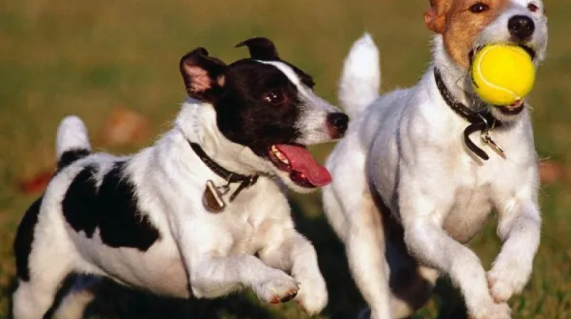 Enquanto os tutores trabalham, as creches especializadas em animais de estimação oferecem um ambiente seguro e divertido para os cachorros