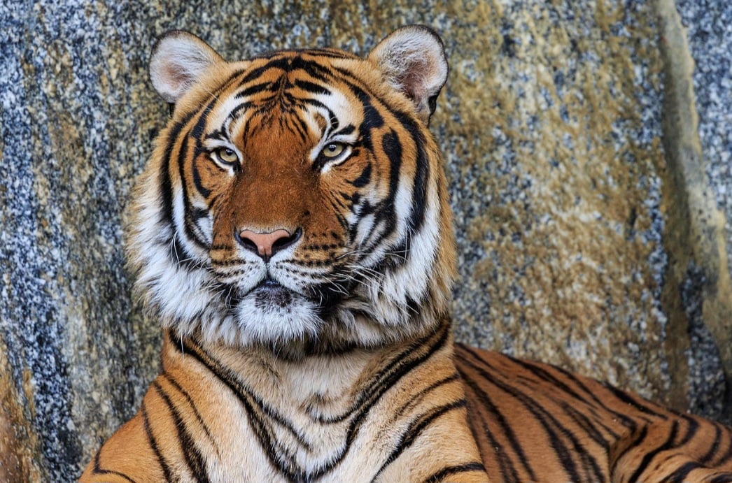 O tigre-indochinês habita regiões montanhosas e florestas densas do sudeste asiático. É discreto, com pelagem mais escura e menor porte, e seus registros na natureza são cada vez mais raros.
