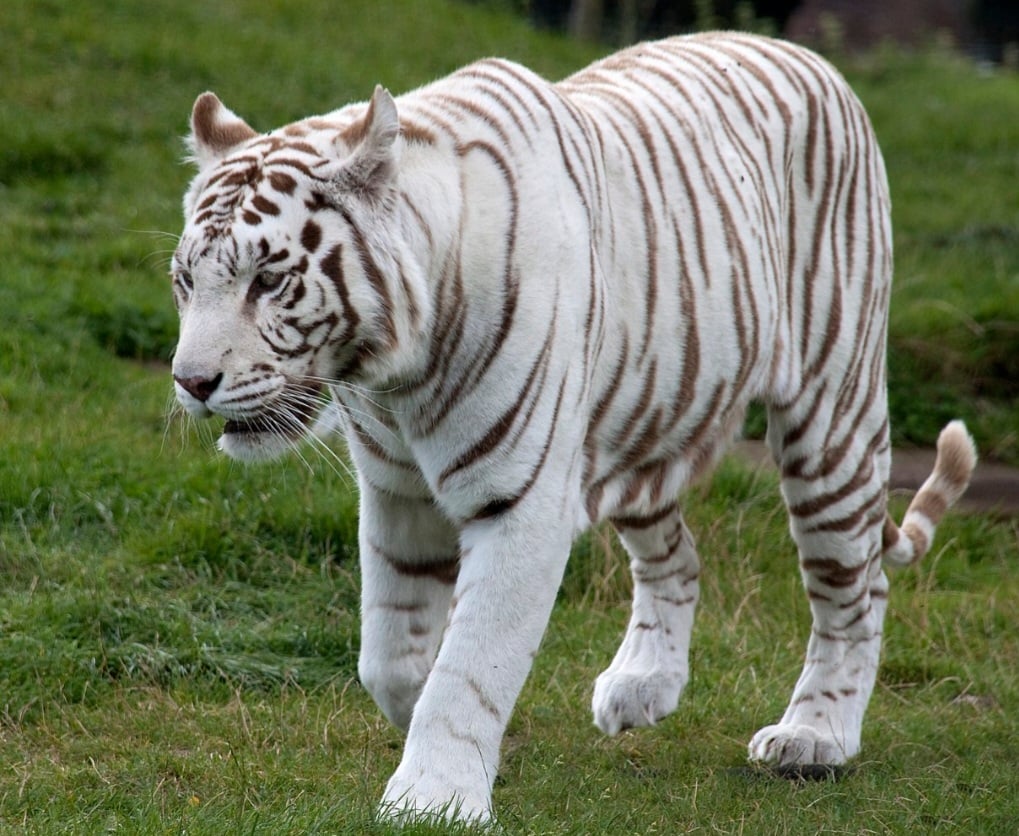 Esses animais possuem pelagem clara e olhos azuis, e geralmente vivem apenas em cativeiro.