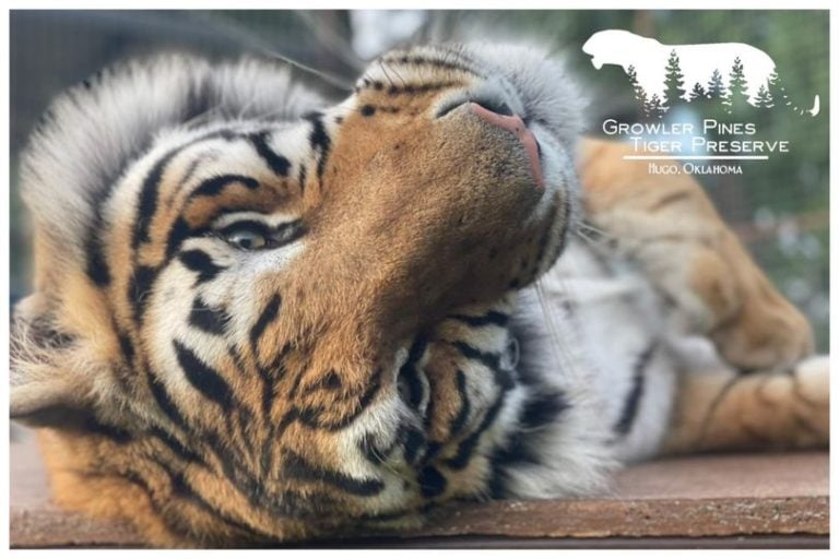 O cuidador Ryan Easley morreu no sábado (20/9) após ser atacado por um tigre no Growler Pines Tiger Preserve, em Oklahoma, nos Estados Unidos. Segundo comunicado, ele perdeu a vida em um acidente com o animal durante uma apresentação. O caso ocorre 10 dias depois da morte de um tratador atacado por leões na Tailândia.