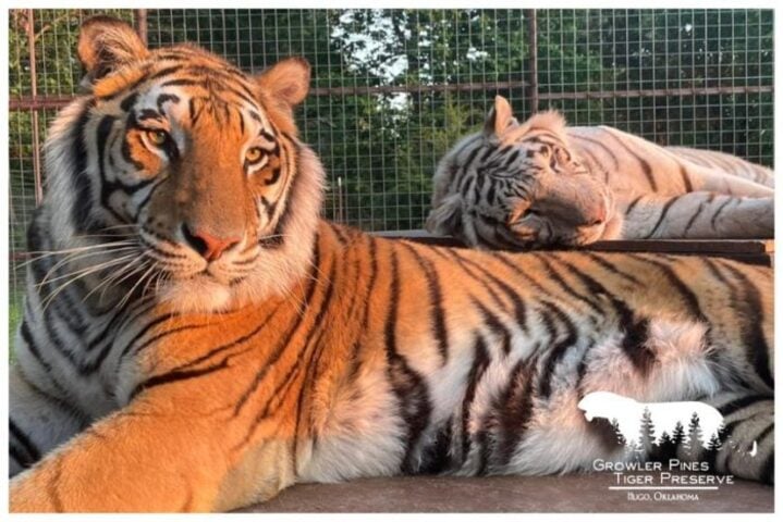 A tragédia reacendeu debates sobre o uso de tigres em espetáculos, com entidades como a PETA reforçando críticas. Mas afinal, o que torna os tigres tão fascinantes?