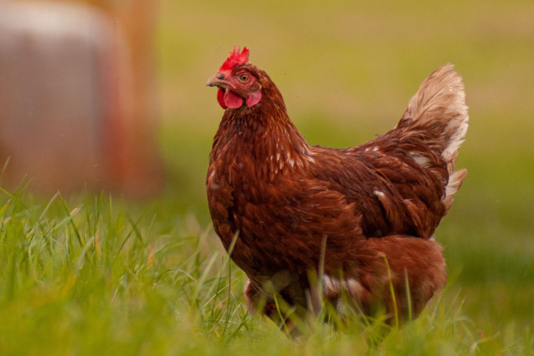 Com campo de visão amplo, a capacidade da galinha detectar ultravioleta e o uso de três pálpebras as tornam muito mais preparadas para o dia a dia do que imaginamos.