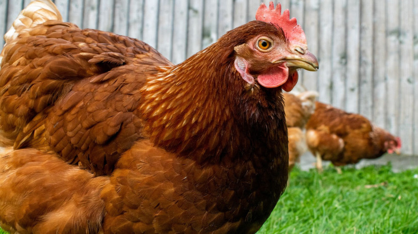 As galinhas podem não enxergar bem à noite, mas durante o dia têm uma percepção visual impressionante