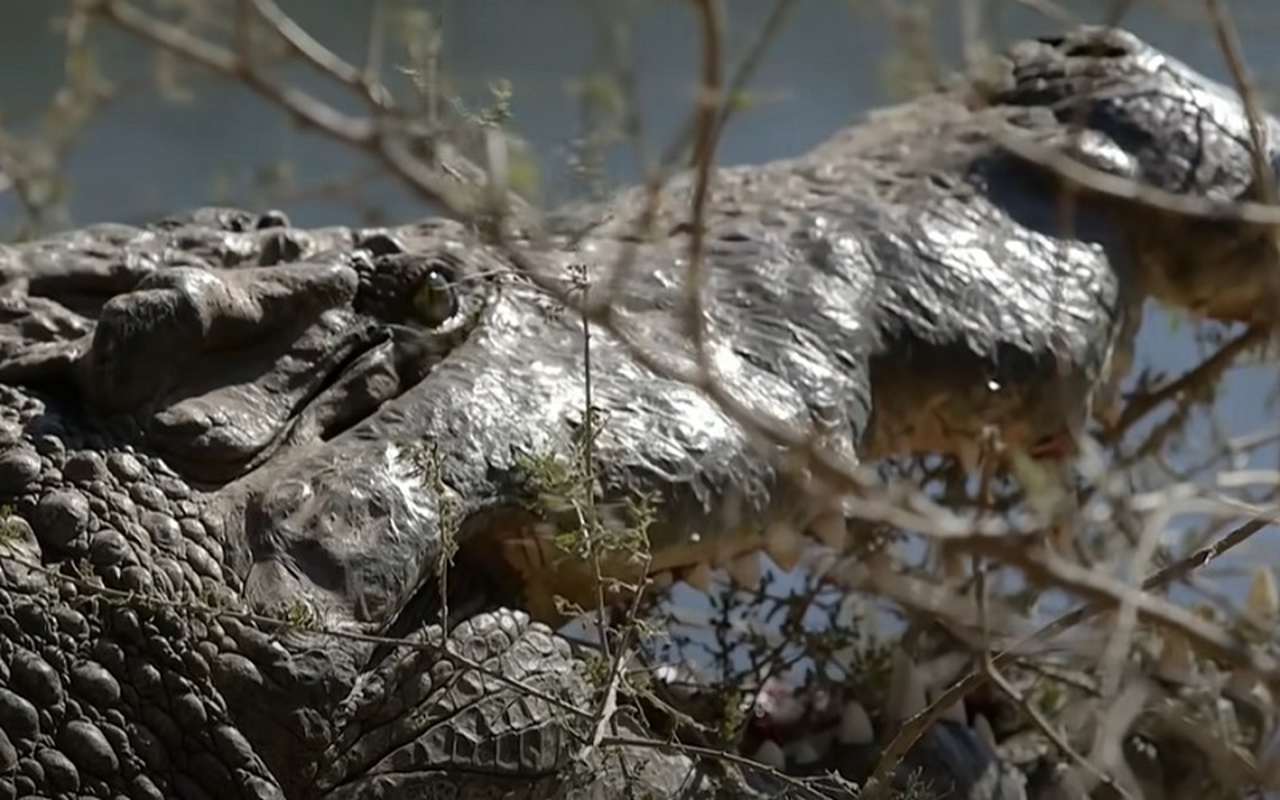 A mordida do crocodilo é considerada a mais forte do reino animal, capaz de esmagar ossos. A força pode superar 3.500 libras por polegada quadrada.
