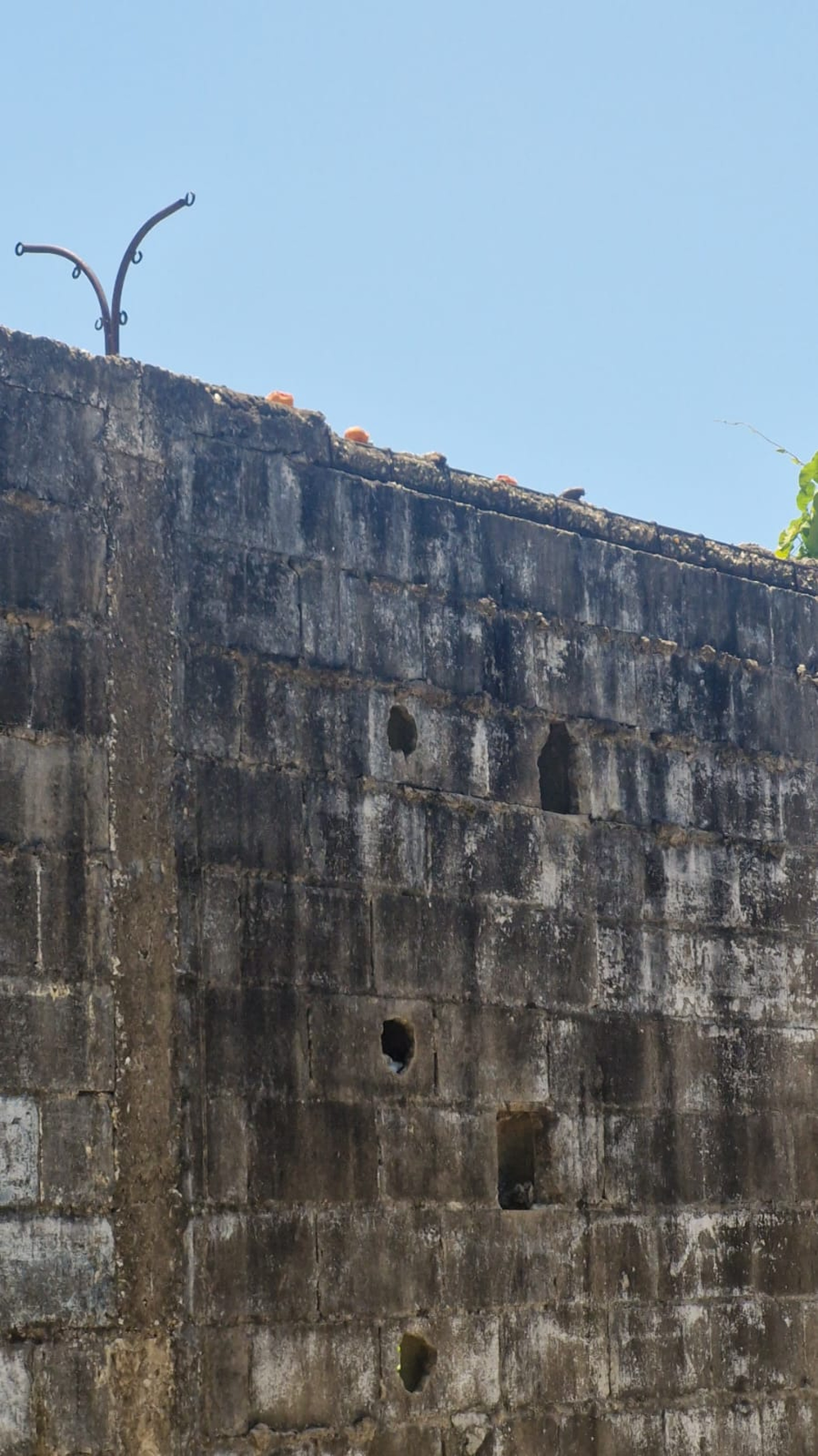 Alguns moradores estão colocando frutas nos muros para os saguis poderem se alimentar
