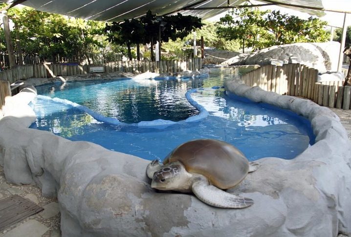 Oceanário de Aracaju (SE): Também conhecido como Centro de Visitantes do Projeto Tamar, é um aquário público localizado na cidade de Aracaju, no estado de Sergipe. É o primeiro oceanário do Nordeste do Brasil e foi inaugurado em 1997. 
