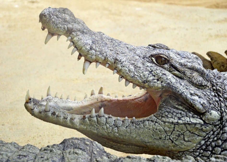 Os crocodilos ficam de boca aberta para regular a temperatura do corpo, pois não suam. Essa posição também os ajuda a assustar possíveis ameaças.
