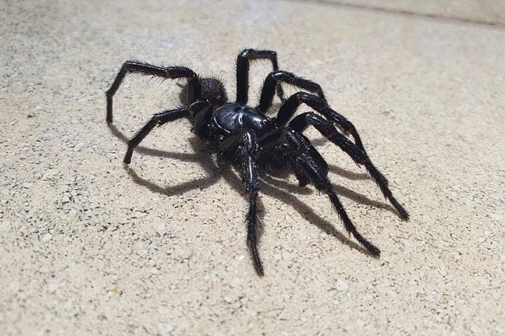 Na Austrália, a teia-de-funil já causou várias fatalidades. No entanto, na década de 1980, foi desenvolvido um antídoto específico para seu veneno, o que resultou no fim das mortes associadas a encontros com essa aranha.