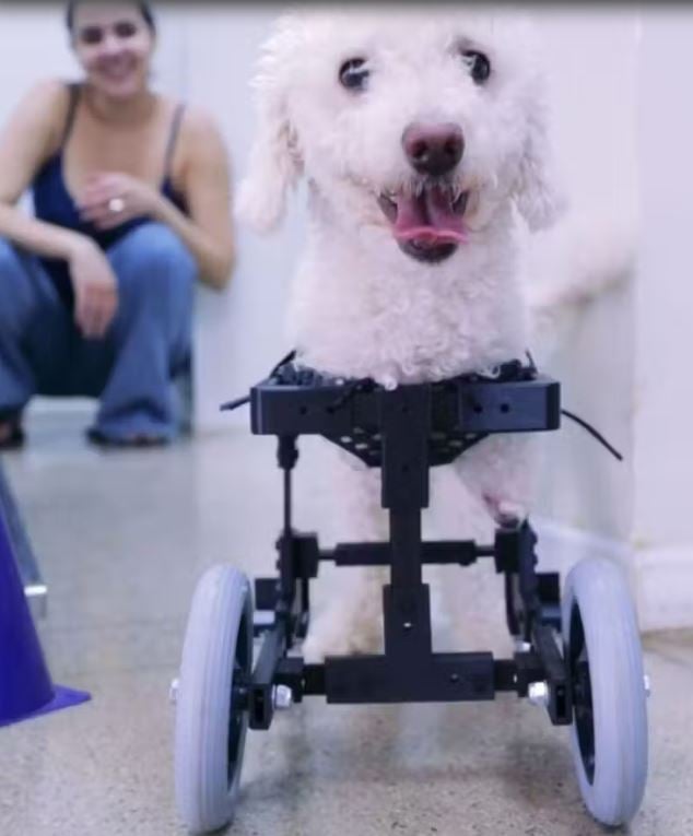 A iniciativa nasceu de um projeto de iniciação científica das alunas Beatriz Miranda e Sarah Mazetti, com apoio do estudante Arthur Dornfeld: Mais do que um protótipo, é um avanço científico que pode abrir caminhos para soluções antes inimagináveis, disse o professor Carlos Alberto da Cruz Júnior.