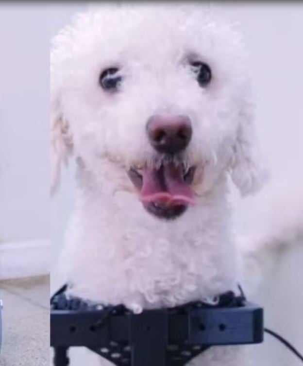 Estudantes do Centro Universitário de Brasília (CEUB) criaram uma cadeira de rodas 3D sob medida para o poodle Bili, que nasceu sem as patas dianteiras. Foram mais de 50 horas de trabalho, escaneamento 3D e testes para garantir conforto e mobilidade. 