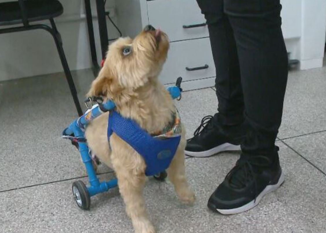 Os jovens ficaram comovidos com a história do pequeno Will e não pensaram duas vezes para ajudá-lo. 